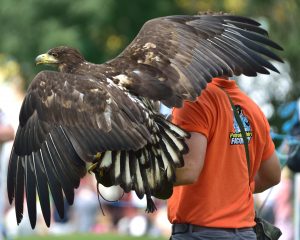 Falconry - The Big Cheese - Caerphilly