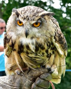 Owl - The Big Cheese - Caerphilly